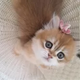 ペルシャ(チンチラ)【千葉県・女の子・2025年7月20日・ゴールデン】の写真4