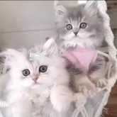 ペルシャ(チンチラ)【千葉県・女の子・2025年3月26日・ブルーチンチラゴールデン】の写真5