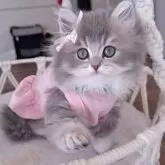 ペルシャ(チンチラ)【千葉県・女の子・2025年3月26日・ブルーチンチラゴールデン】の写真6