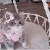 ペルシャ(チンチラ)【千葉県・女の子・2025年3月26日・ブルーチンチラゴールデン】の写真7