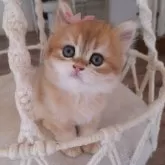 ペルシャ(チンチラ)【千葉県・女の子・2025年7月20日・ゴールデン】の写真6