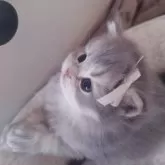 ミヌエット(長足)【千葉県・男の子・2025年10月13日・ブルークリーム】の写真7