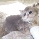 ペルシャ(チンチラ)【千葉県・男の子・2025年10月22日・ブルーゴールデン】の写真8