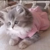 ペルシャ(チンチラ)【千葉県・女の子・2025年3月26日・ブルーチンチラゴールデン】の写真8