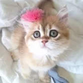 ペルシャ(チンチラ)【千葉県・女の子・2025年7月20日・ゴールデン】の写真8