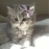 ミヌエット(長足)【千葉県・女の子・2025年11月2日・ブルー&ホワイト】の写真6