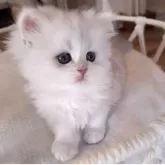 ペルシャ(チンチラ)【千葉県・女の子・2025年3月26日・ブルーチンチラシルバー】の写真8