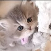 ペルシャ(チンチラ)【千葉県・女の子・2025年3月26日・ブルーチンチラゴールデン】の写真9