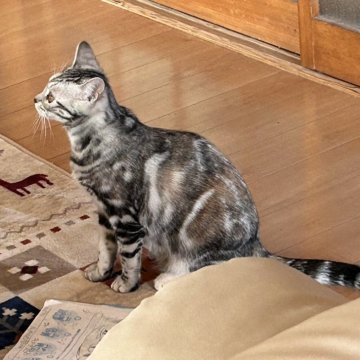 アメリカンショートヘア【栃木県・女の子・2024年5月1日・シルバーパッチドタビー】の写真「美人姉妹の長女さん」