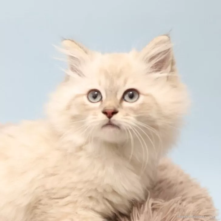 ID:2403-02240の子猫