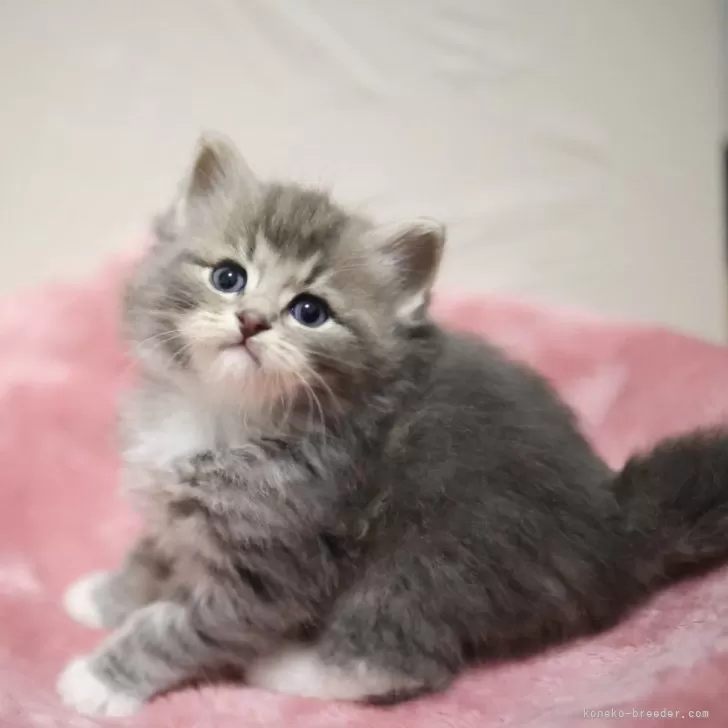 ID:2403-02239の子猫