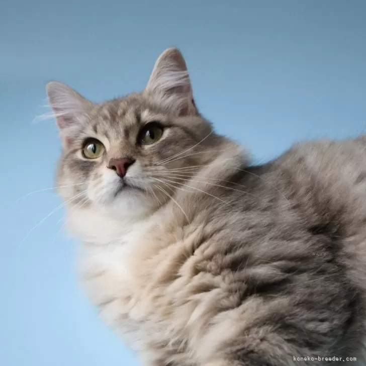 MMX 様のお迎えした子猫
