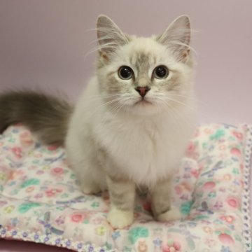 サイベリアン【東京都・女の子・2024年2月14日・ブルーリンクスポイントアンドホワイト】の写真「甘えん坊でごろごろです。膝にのってきますよ。」