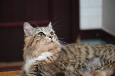 サイベリアン【・女の子・2022年7月13日・ブラウンマッカレルタビーアンドホワイト】