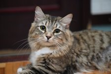 サイベリアン【・女の子・2022年7月13日・ブラウンマッカレルタビーアンドホワイト】