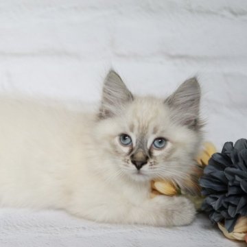 サイベリアン【東京都・男の子・2025年8月23日・ブルーリンクスポイント】の写真「体もしっかりとした、ブルーリンクスの子」