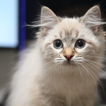 サイベリアン【東京都・女の子・2025年5月30日・シールリンクスポイント】の写真「ゆっくり目の成長だったので甘やかしてごろごろちゃん」