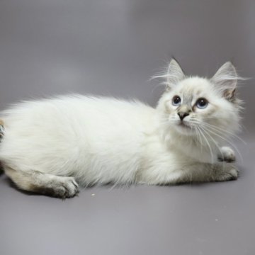 サイベリアン【東京都・男の子・2025年8月23日・ブルーリンクスポイント】の写真「体もしっかりとした男の子、ゴロゴロです！」