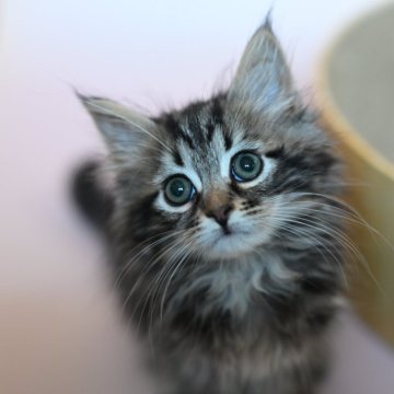 サイベリアン【東京都・女の子・2025年8月23日・ブラウンクラシックタビー】の写真「お母さん似の甘えん坊さん　ごろごろです」