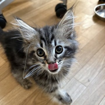 サイベリアン【東京都・女の子・2025年8月23日・ブラウンクラシックタビー】の写真「顔がかわいらしい女の子です」