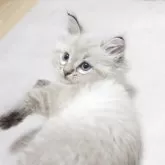 サイベリアン