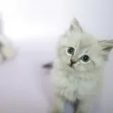 サイベリアン