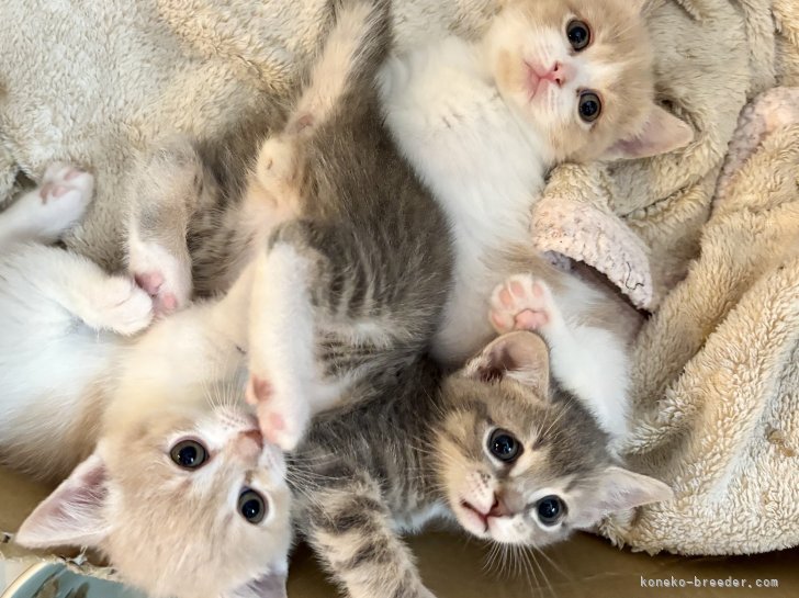 奥野　なつき(おくの　なつき)ブリーダー(岐阜県・マンチカンなど・Sun Kyoto Japan Cat Club登録)の紹介写真3