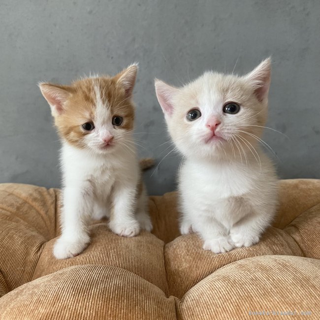 奥野なつきブリーダーのブログ：メルちゃんベビー2人揃ってハイ、チーズ🥰