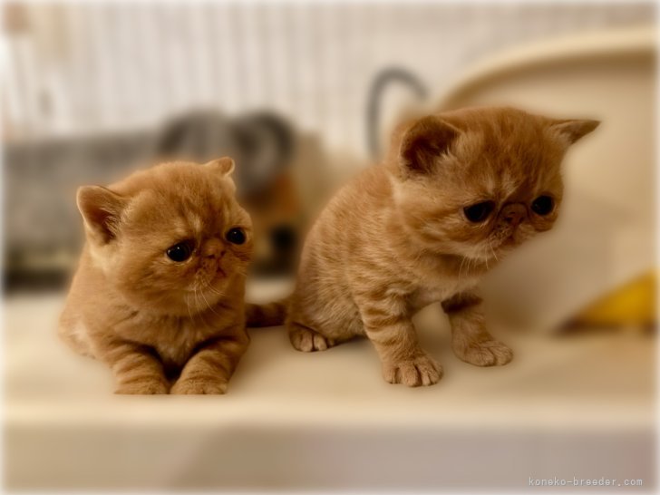 奥野なつきブリーダーのブログ：可愛い2ショット💕