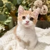 ミヌエット(短足)【岐阜県・男の子・2025年9月3日・レッドタビーホワイト】の写真7