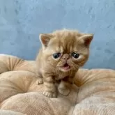 エキゾチックショートヘア【岐阜県・男の子・2025年3月13日・レッドタビー】の写真3