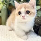 ミヌエット(短足)【岐阜県・女の子・2025年9月3日・レッドタビーホワイト】の写真7