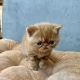 エキゾチックショートヘア【岐阜県・男の子・2025年3月13日・レッドタビー】の写真14