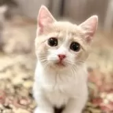 マンチカン(短足)【岐阜県・女の子・2025年4月19日・クリームタビー&ホワイト】の写真12