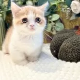 ミヌエット(短足)【岐阜県・女の子・2025年9月3日・レッドタビーホワイト】の写真8