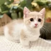 マンチカン(短足)【岐阜県・女の子・2025年4月19日・クリームタビー&ホワイト】の写真6