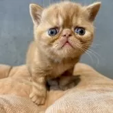 エキゾチックショートヘア【岐阜県・男の子・2025年3月13日・レッドタビー】の写真12