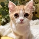 ミヌエット(短足)【岐阜県・男の子・2025年9月3日・レッドタビーホワイト】の写真9