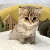 ペルシャ(チンチラ)【岐阜県・女の子・2025年9月20日・ゴールデン】の写真9