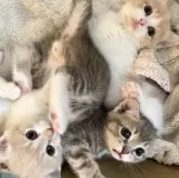 マンチカン(短足)【岐阜県・女の子・2025年4月19日・クリームタビー&ホワイト】の写真3