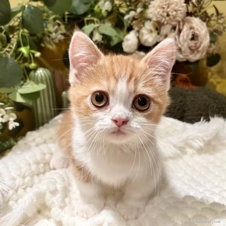 ミヌエット(短足)【岐阜県・男の子・2025年9月3日・レッドタビーホワイト】の写真1