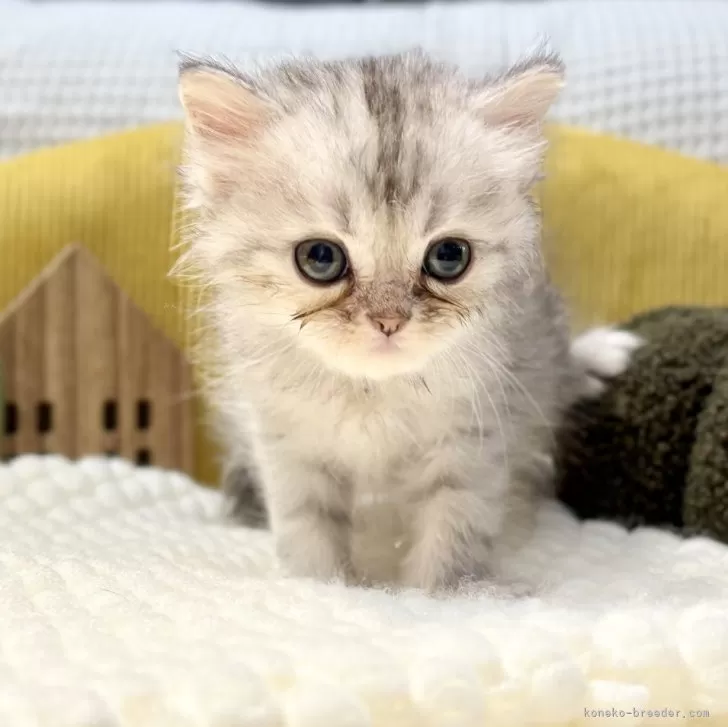 ペルシャ(チンチラ)【岐阜県・男の子・2025年9月20日・シルバー】の写真1