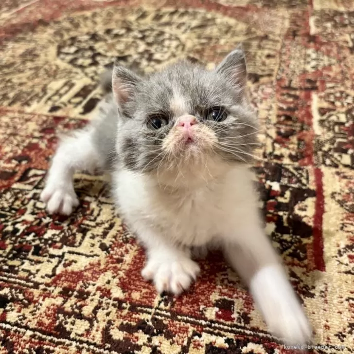 A.E 様のお迎えした子猫