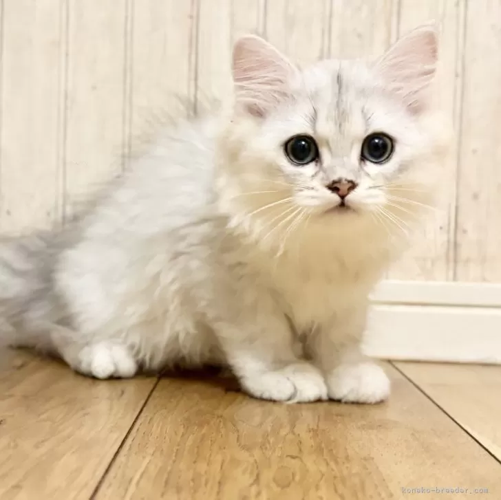 A.Y 様のお迎えした子猫