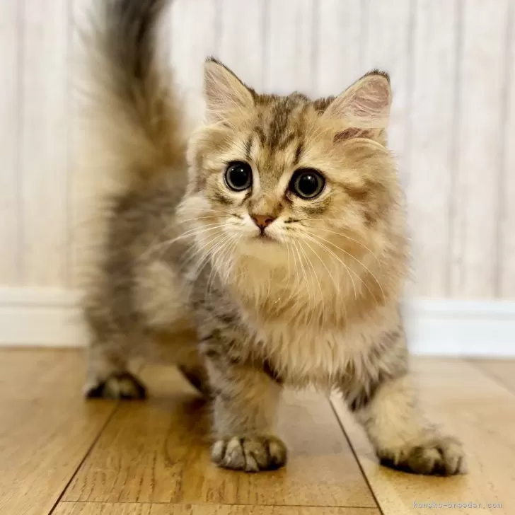 ID:2507-00270の子猫