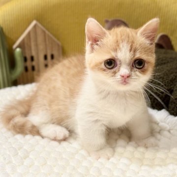 ミヌエット(短足)【岐阜県・女の子・2025年9月3日・レッドタビーホワイト】の写真「短足女の子✨」