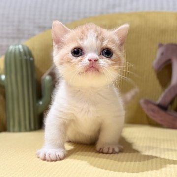 ミヌエット(短足)【岐阜県・女の子・2025年9月3日・レッドタビーホワイト】の写真「短足女の子✨」
