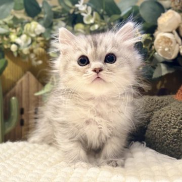 ペルシャ(チンチラ)【岐阜県・男の子・2025年9月20日・シルバー】の写真「白モフで可愛いです💕」