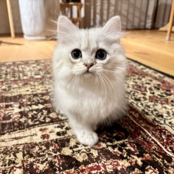 ペルシャ(チンチラ)【岐阜県・男の子・2025年6月2日・シルバー】の写真「激カワです💕」