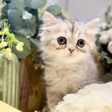 ペルシャ(チンチラ)【岐阜県・男の子・2025年9月20日・シルバー】の写真「白モフで可愛いです💕」